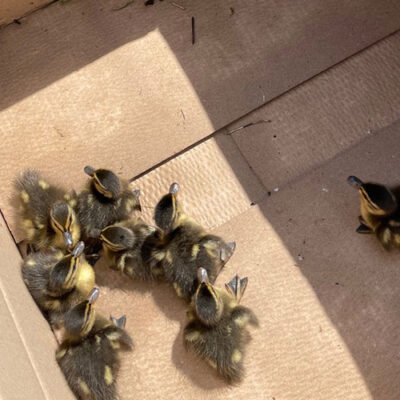 Entenfamilie aus misslicher Lage gerettet