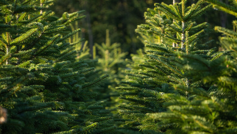 Alle Jahre wieder zur Weihnachtszeit gesucht: „Spendenbäume“ für Bad Salzuflen und Schötmar