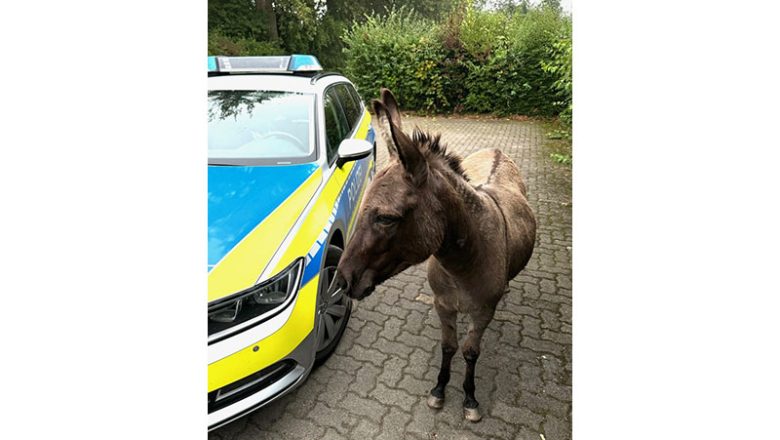 Tierischer Einsatz in Sarstedt: Esel auf Abwegen