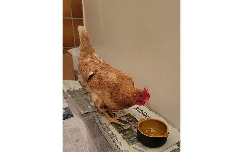 In der Nacht vom 21.05.2024 auf den 22.05.2024 fiel Beamten des Polizeikommissariats Alfeld auf einer Streifenfahrt durch Freden ein Huhn auf.