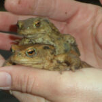 „Vorsicht Amphibienwanderungen!“ Ehrenamtlich Helfende gesucht