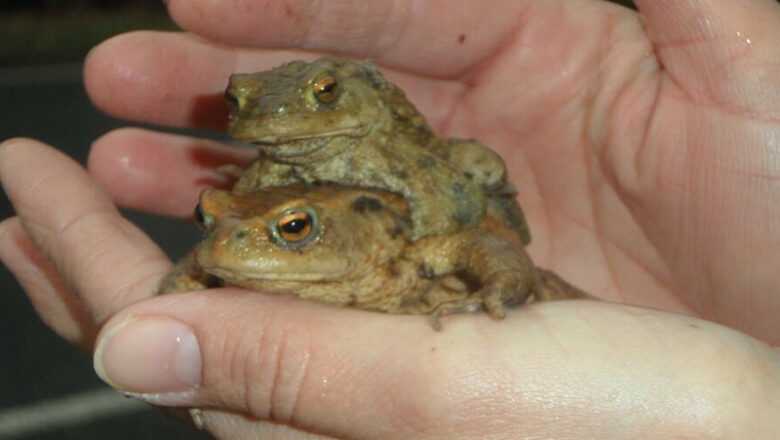 „Vorsicht Amphibienwanderungen!“ Ehrenamtlich Helfende gesucht