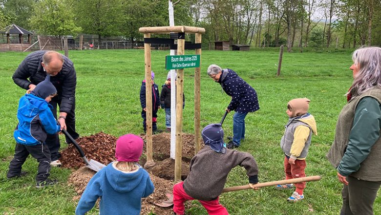 „Baum des Jahres 2025“: Rot-Eiche im Wildgatter gepflanzt