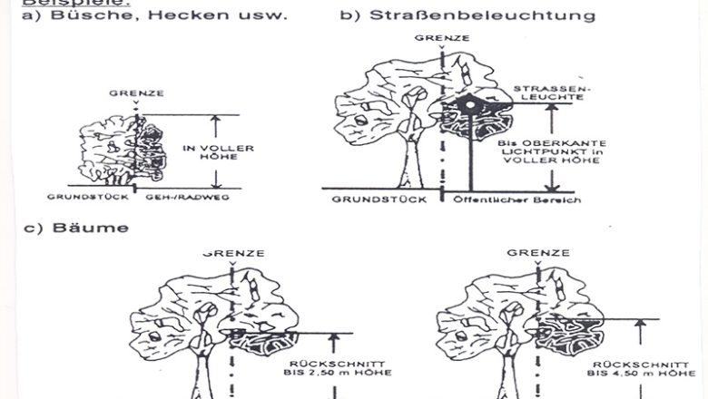 Rückschnitt von Büschen und Bäumen