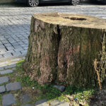 Sanierung von Baumstandorten