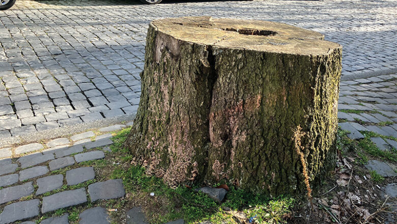 Sanierung von Baumstandorten