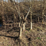 Informationen zum Umgang mit Biberverbiss entlang von Fließgewässern