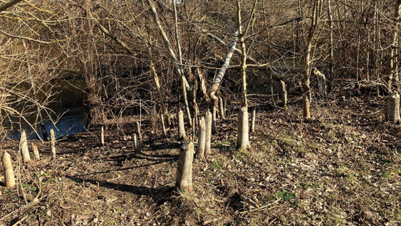 Informationen zum Umgang mit Biberverbiss entlang von Fließgewässern