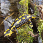 BUND-Ortsgruppe sucht freiwillige Helfende