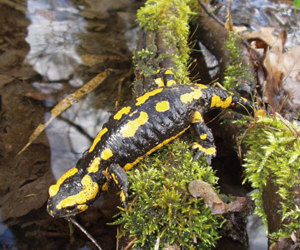 BUND-Ortsgruppe sucht freiwillige Helfende