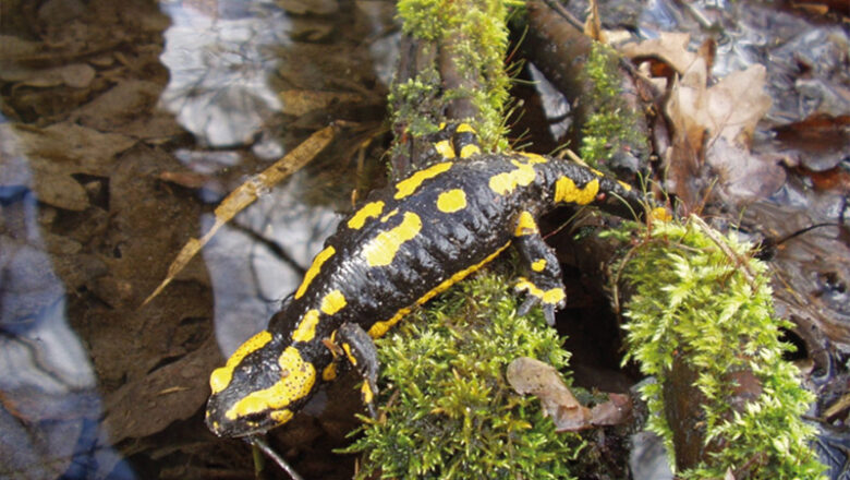 BUND-Ortsgruppe sucht freiwillige Helfende