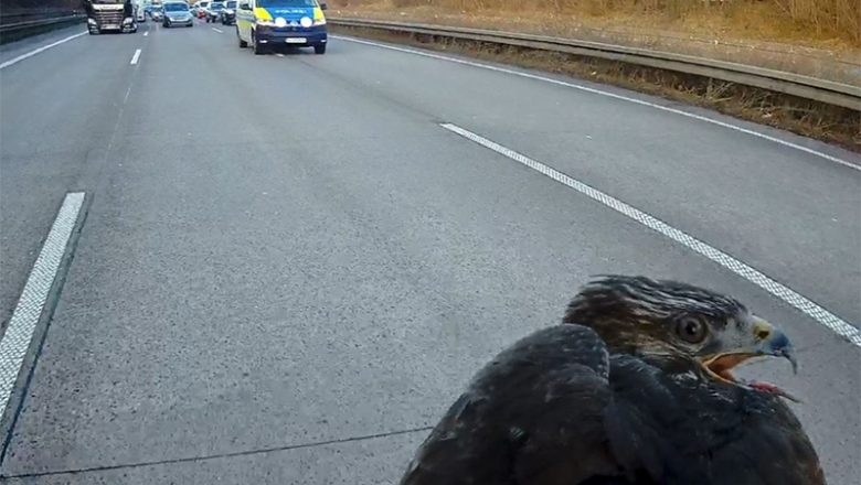 Verletzter Greifvogel legt Verkehr auf der A7 lahm