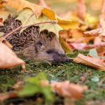 Ein stiller Nachbar braucht Aufmerksamkeit: Neue Dauerausstellung „Igelleben“ ab 09. Februar