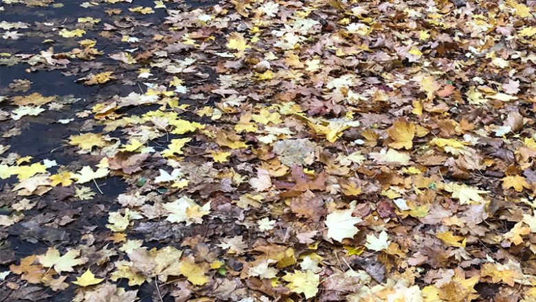 Gefährliches Laub auf Straßen und Wegen