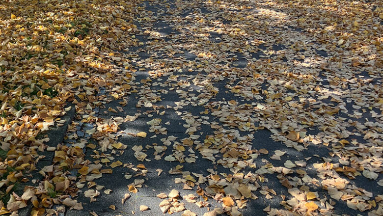Gefahren durch Laub auf Straßen und Wegen