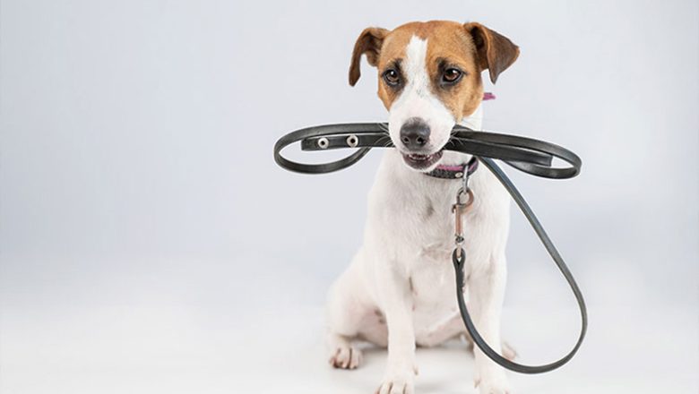 Vom 1. April bis zum 15. Juli gilt für Hunde ein Leinenzwang!
