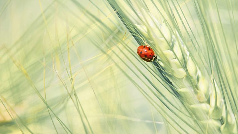 Stadtarchiv präsentiert mit BUND-Lemgo die Fotoausstellung „Lippische Fauna & Flora“