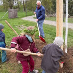 „Baum des Jahres 2026“: Zitterpappel im Wildgatter gepflanzt