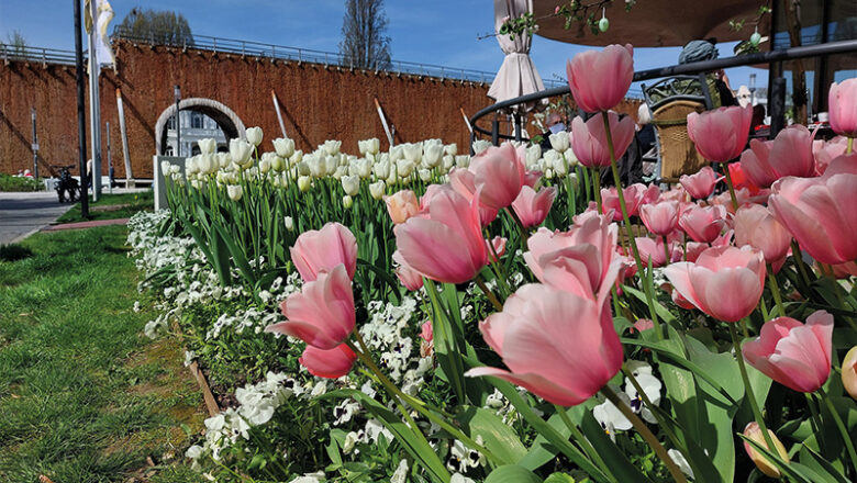 Veranstaltung „Bad Salzuflen blüht auf“