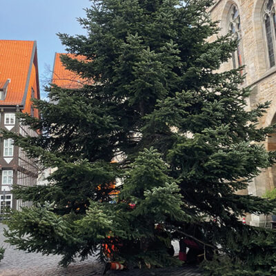 Die Weihnachtstanne ist da!