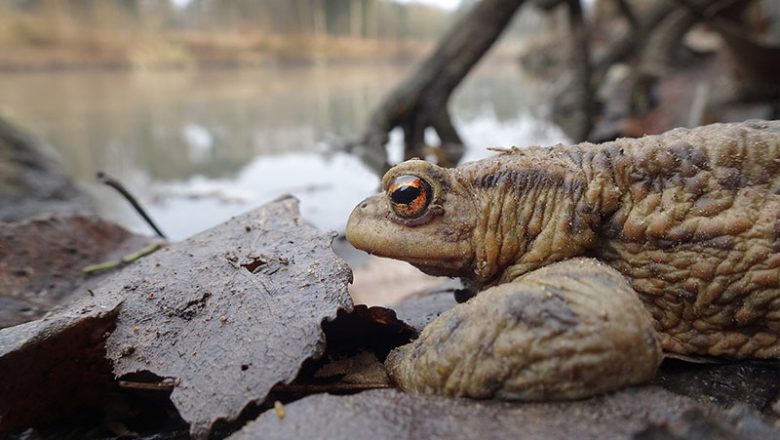 „Vorsicht: Amphibienwanderungen!“