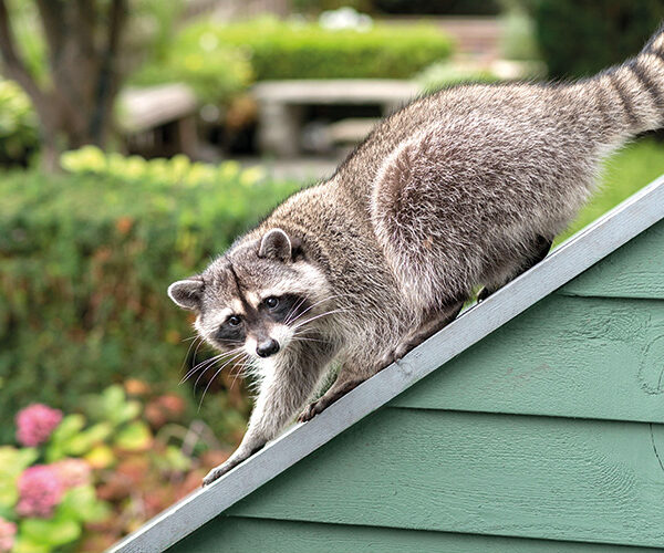 Wenn Waschbären zu Plagegeistern werden